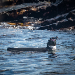 Spheniscus mendiculus