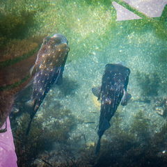 Chilomycterus reticulatus