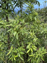 Pterophylla samoensis