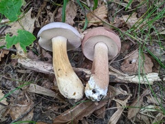 Tylopilus rubrobrunneus