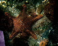 Pentaceraster cumingi