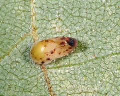 Caryomyia recurvata