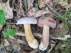 Tylopilus rubrobrunneus