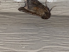 Lacinipolia meditata