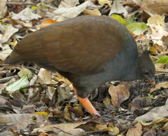 Megapodius reinwardt