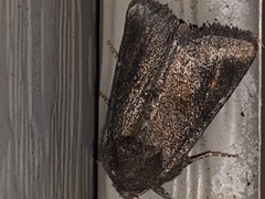 Lacinipolia meditata