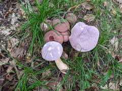 Tylopilus rubrobrunneus