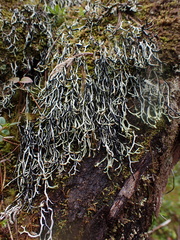 Hypogymnia duplicata