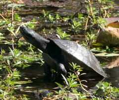 Emydura macquarii