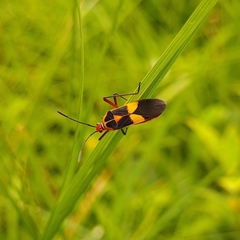 Hypselonotus interruptus