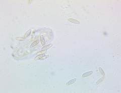 Tylopilus rubrobrunneus