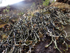 Hypogymnia duplicata