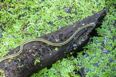 Thamnophis proximus orarius