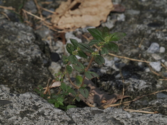 Euphorbia hirta