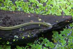 Thamnophis proximus orarius