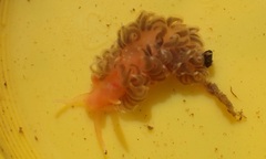 Spurilla braziliana