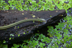 Thamnophis proximus orarius