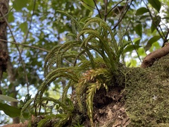 Phlegmariurus