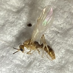 Brachyponera chinensis