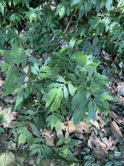 Elatostema lineolatum