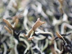 Hypogymnia duplicata