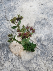 Hypericum ellipticum