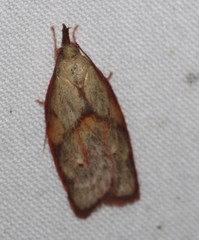 Enchocrates glaucopis