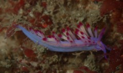 Coryphellina