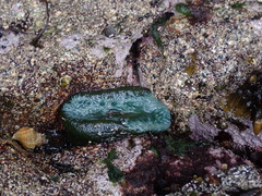 Anthopleura xanthogrammica