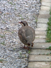 Alectoris chukar