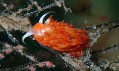 Sakuraeolis nungunoides