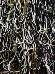 Hypogymnia duplicata