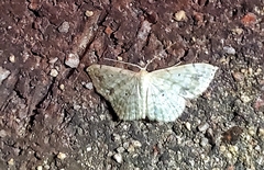 Scopula compensata