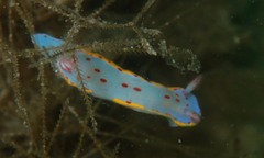 Hypselodoris bennetti
