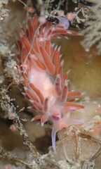 Coryphellina poenicia