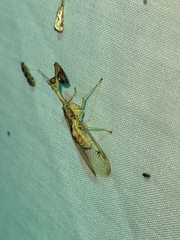 Dicromantispa interrupta