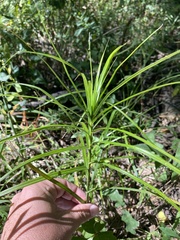 Carex muskingumensis