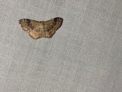 Leptostales ferruminaria