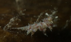 Cratena lineata