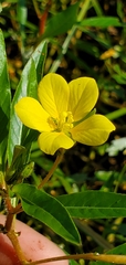 Ludwigia peploides