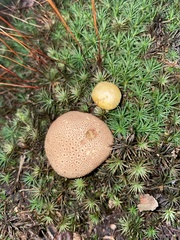 Pseudoboletus parasiticus