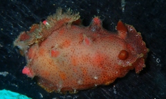 Plocamopherus imperialis