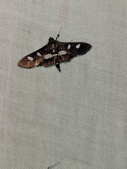 Desmia funeralis