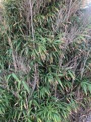 Pseudosasa japonica