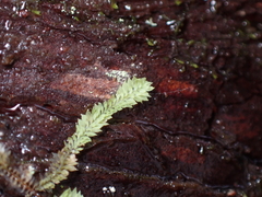 Douinia ovata