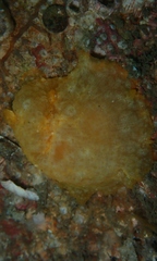 Doriopsilla peculiaris