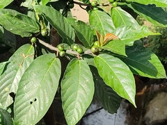 Ficus benguetensis