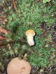 Pseudoboletus parasiticus
