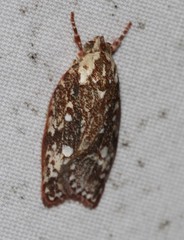 Euchaetis metallota