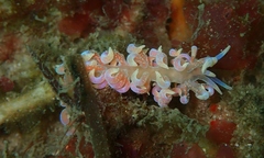 Phyllodesmium poindimiei